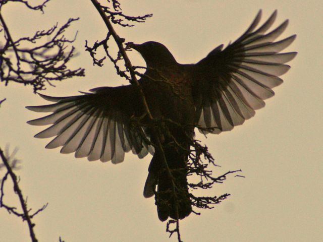 blackbird